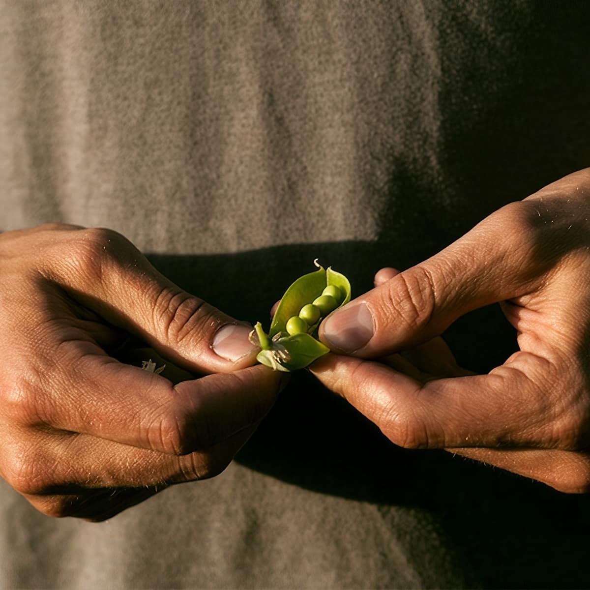 opening-a-pea-pod-revised