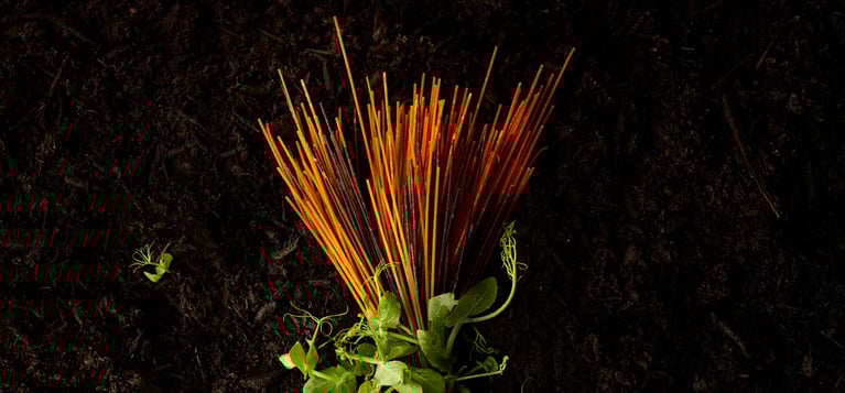 Acremade pasta on soil