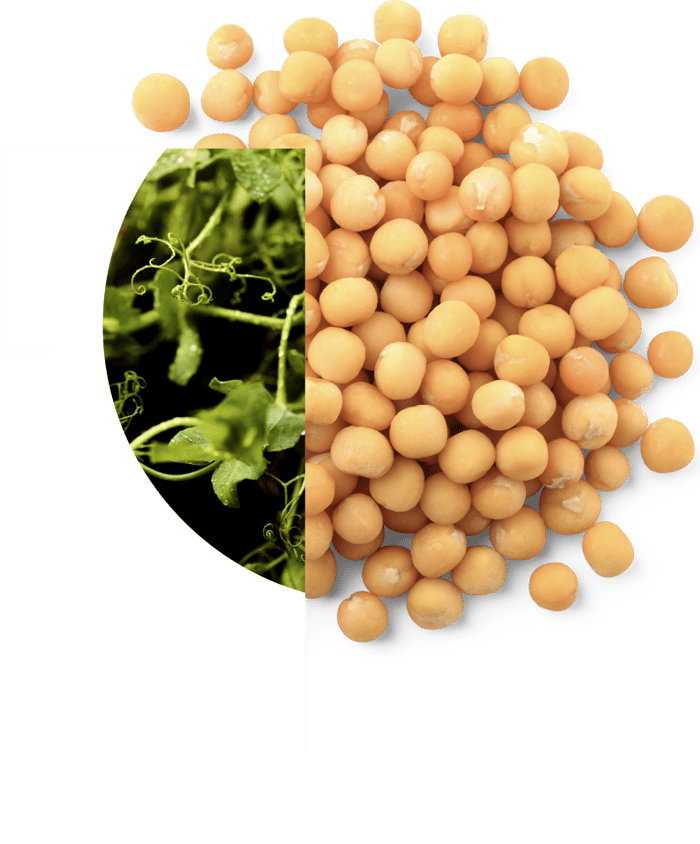 Hero_Growers-PeaSeeds