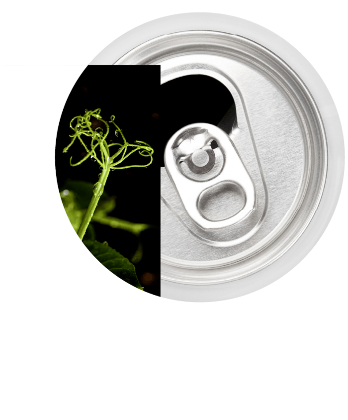 Yellow field pea tendril with silver top of soda can.